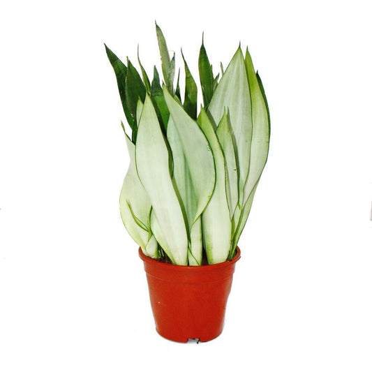  Sansevieria Trifasciata "moonshine" - Chanvre Argenté - Plante Solitaire En Pot De 17cm - Hauteur Env. 50cm