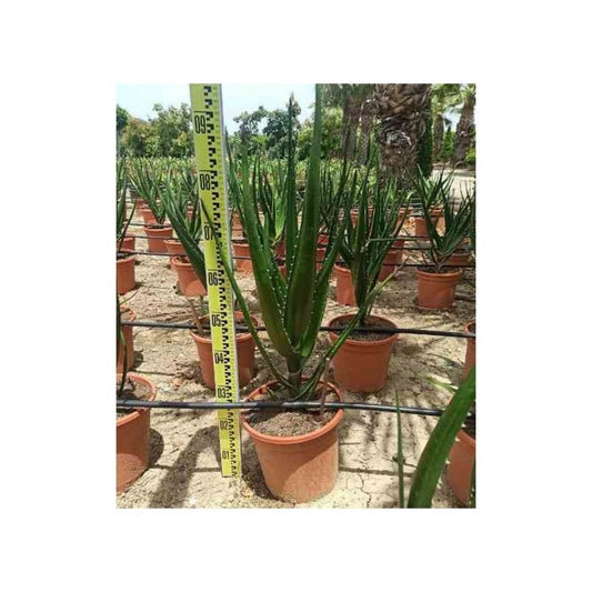  Aloe Barberae (aloe.bainesii) Pot De 140l - 200/250cm