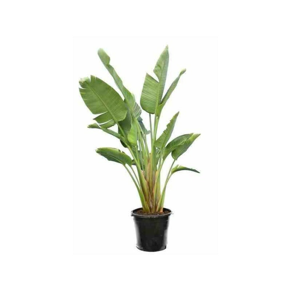  Strelitzia Nicolai (oiseaux Du Paradis Géant) Pot De 2 Litres ? 30/40 Cm -