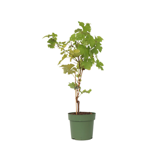  Vigne à Raisin - Vitis Vinifera ‘himrod’ - Hauteur 60-75cm - ⌀21cm