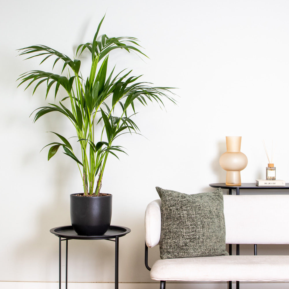  Howea Forsteriana - Palmier Kentia - Plante D’intérieur - 120-140 Cm De Haut - Pot 24 Cm