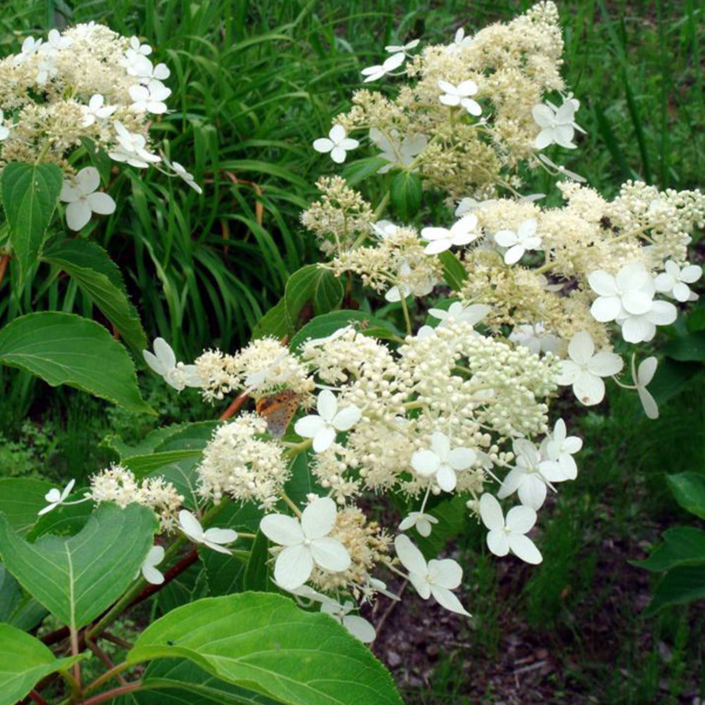  2 X Hortensia Paniculé 'praecox' - Hydrangea Paniculata 'praecox' - 40-50 Cm Pot