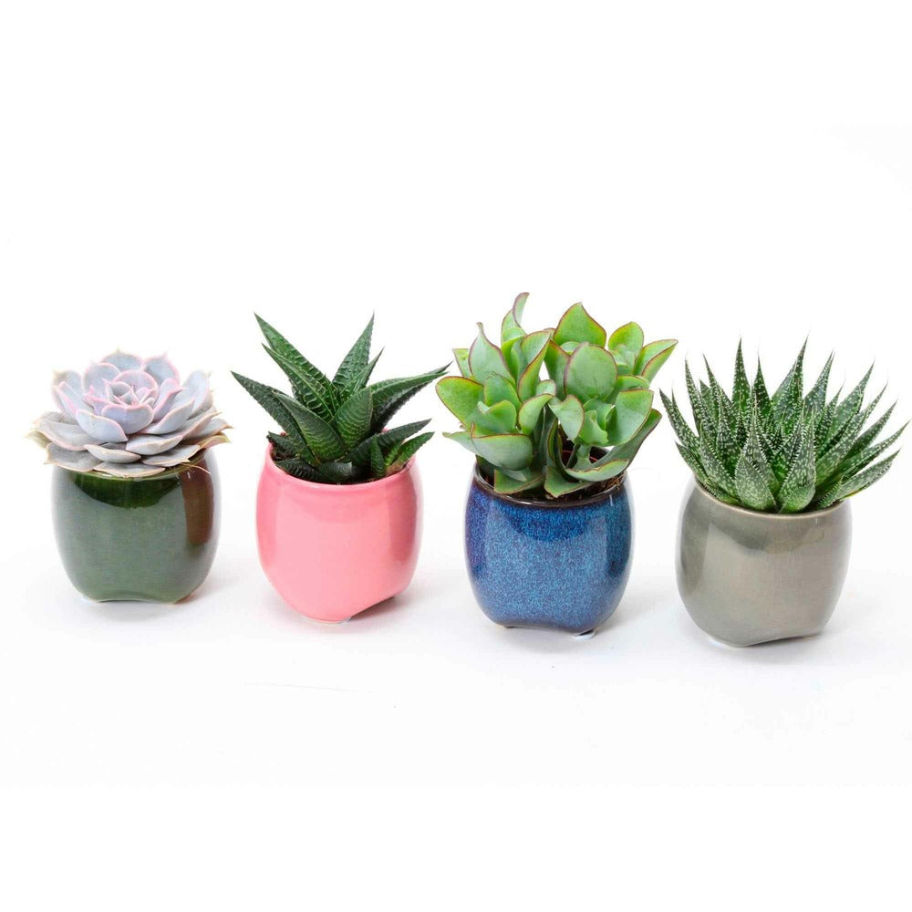  Collection De 4 Succulentes - Les 4 Pots / 5.5cm