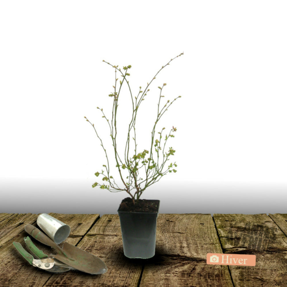  Myrtille Blue Crop/[-]pot De 5l - 40/80 Cm