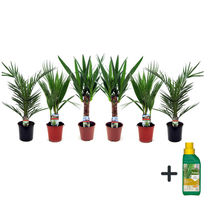  Mélange De Palmiers D'intérieur - Set De 6 - Pokon - Hauteur 50-70cm - ⌀14cm