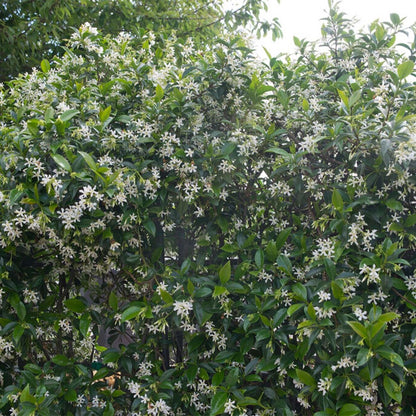  Lot De 2 - Trachelospermum Jasminoides - Jasmin étoilé Blanc - 50-70 Cm De Haut - Pot 15 Cm