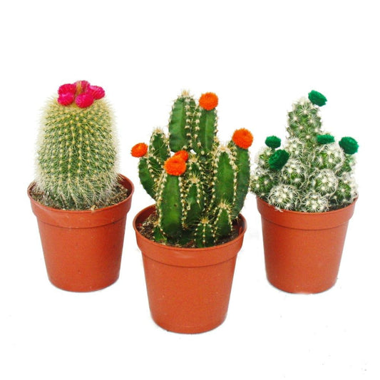  Cactus Set - 3 Plantes Différentes Dans Un Pot De 5,5 Cm Avec Des Fleurs De Paille Colorées