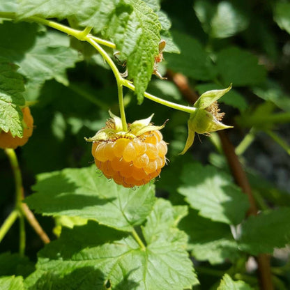  Framboisier Goodasgold®/[-]pot De 3l - 30/60 Cm