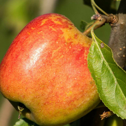  Pommier Rubinette®/[-]pot De 10l - Gobelet 2 Ans - 120/150 Cm