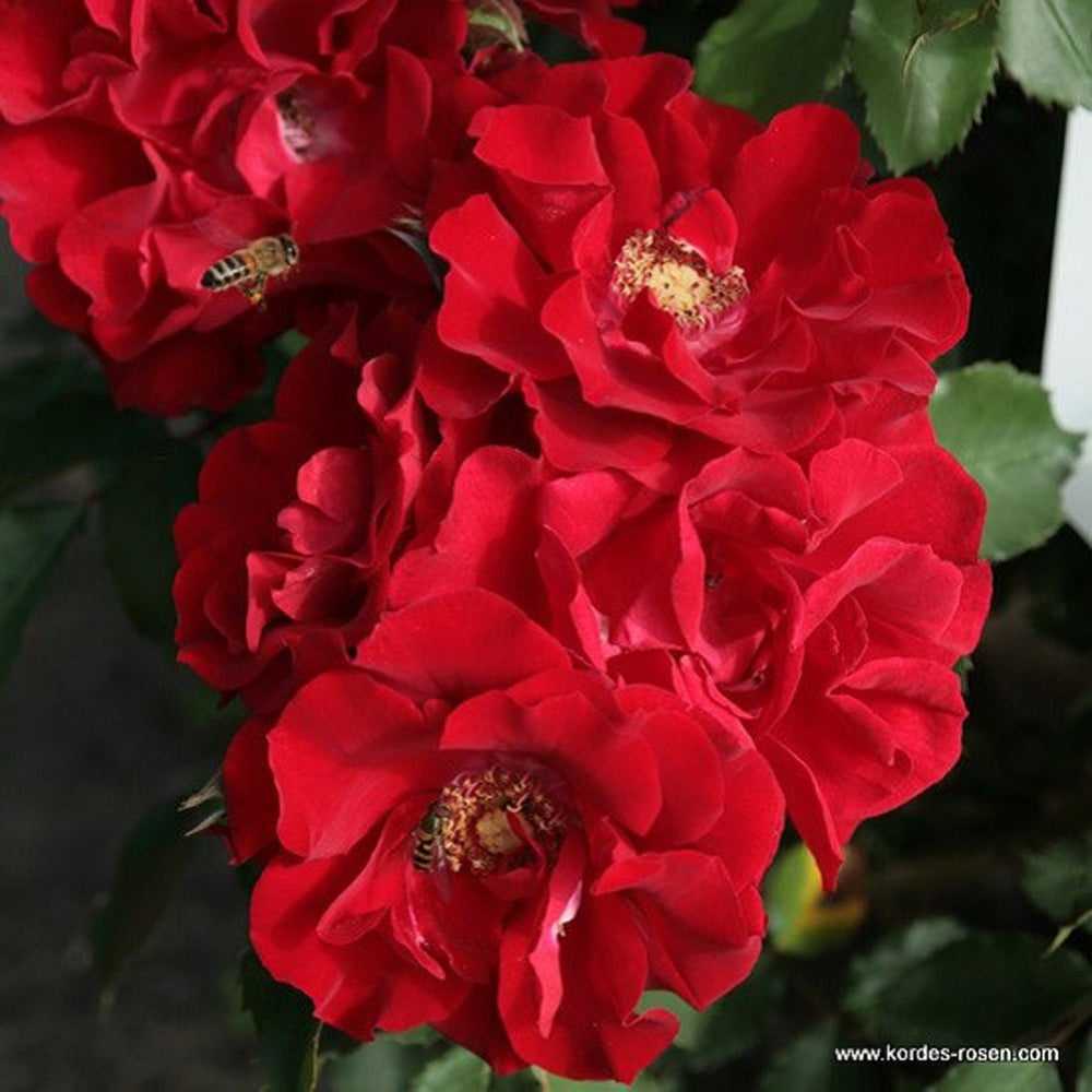  Kordes Eleganza® Rosier - Rosa 'roter Korsar'®