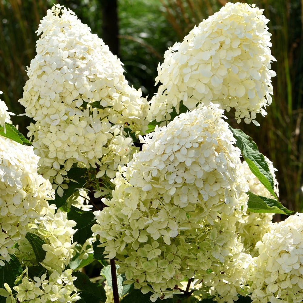  Hortensia - Set De 3 - Hydrangea Paniculata 'phantom' - Hauteur 25-40cm - ⌀9cm