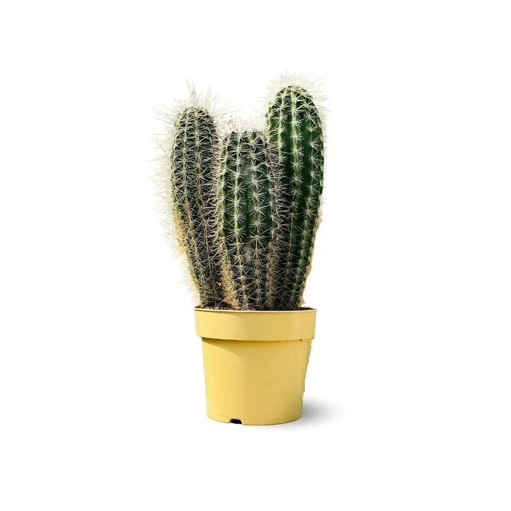  Cactus Pilosocereus Azureus - ↕ 40-50 Cm - ⌀ 17 Cm - Cactus Et Plantes Grasses