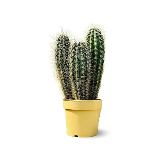  Cactus Pilosocereus Azureus - ↕ 40-50 Cm - ⌀ 17 Cm - Cactus Et Plantes Grasses