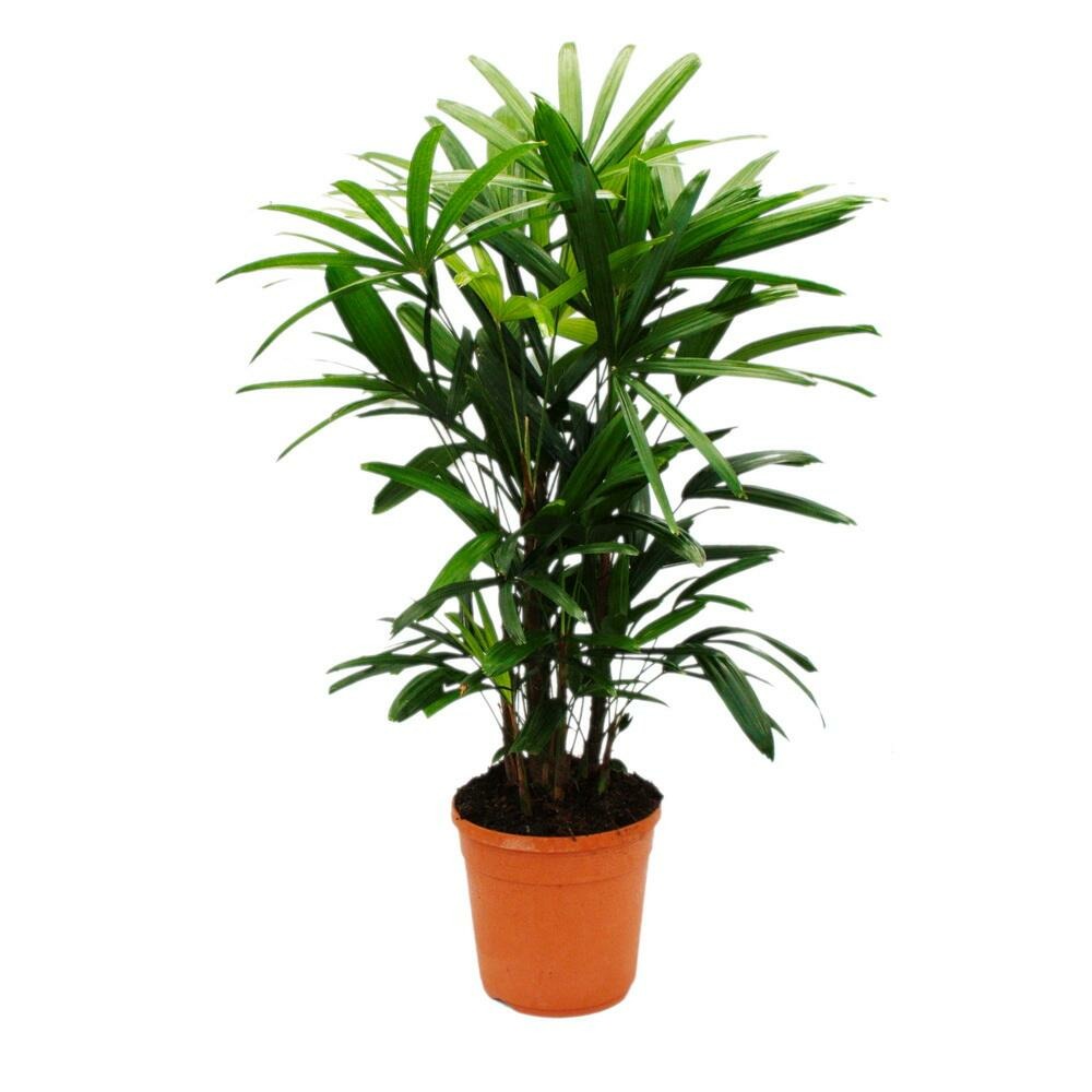  Palmier à Boutures - Rhapis Excelsa - Palmier Bambou - Pot 21cm - Hauteur 80-100cm