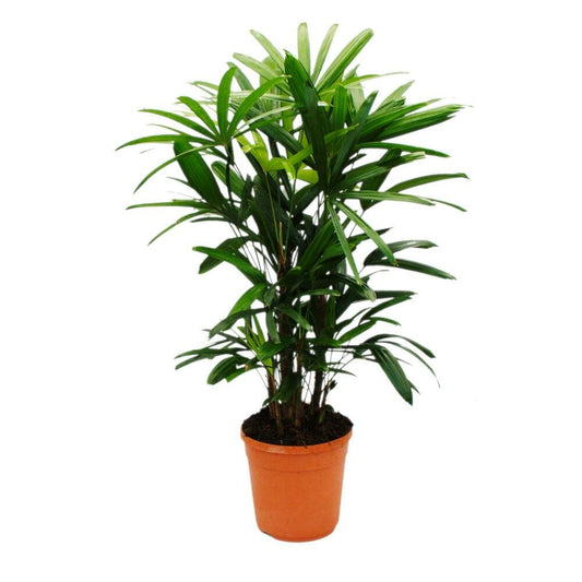  Palmier à Boutures - Rhapis Excelsa - Palmier Bambou - Pot 21cm - Hauteur 80-100cm