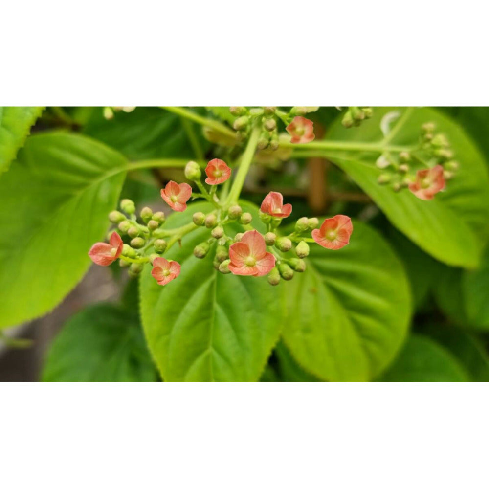  Hortensia Grimpant Crug Coral/[-]godet - 5/20 Cm