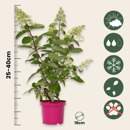  Hortensia - Hydrangea Paniculata 'pinky Winky' - Hauteur 25-40cm - ⌀19cm