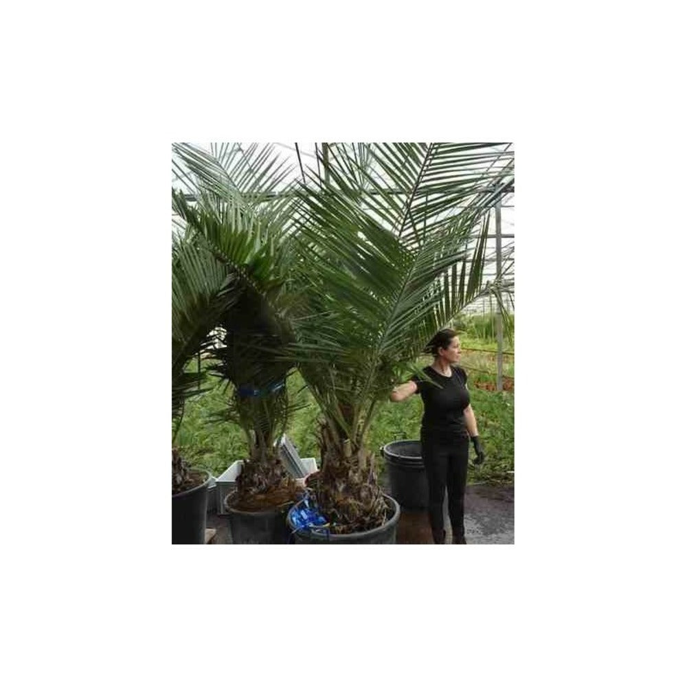  Jubaea Chilensis (cocotier Du Chili, Palmier à Miel, Palmier à Vin) Spécimen Pot 500l - 175/200cm - Pied 70/80