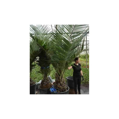  Jubaea Chilensis (cocotier Du Chili, Palmier à Miel, Palmier à Vin) Spécimen Pot 500l - 175/200cm - Pied 70/80