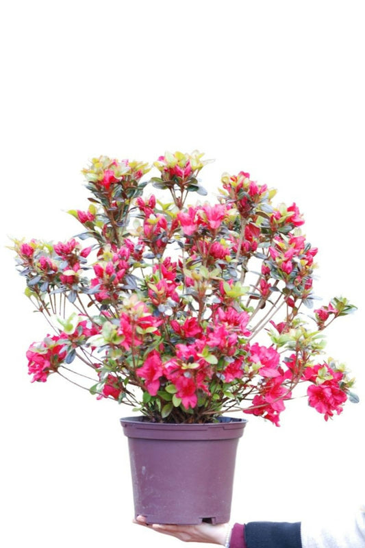  Azalée Du Japon 'johanna ' - En Pot De 5 Litres