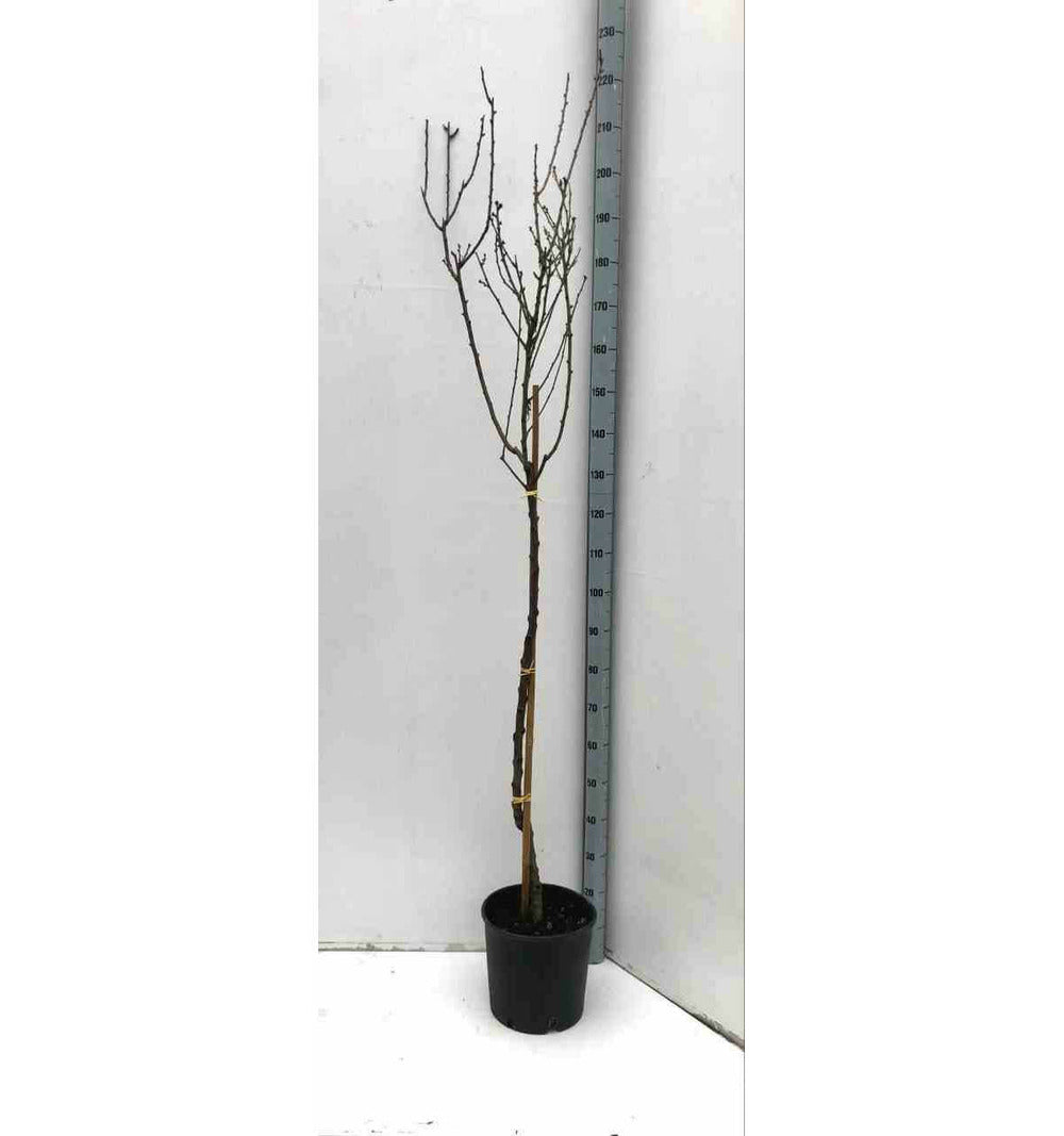  Prunus Dulcis (amandier) Pot De 30l -160/180 Cm
