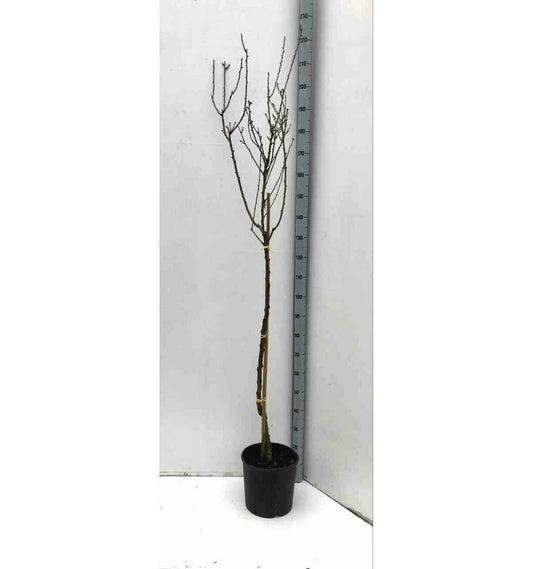  Prunus Dulcis (amandier) Pot De 30l -160/180 Cm