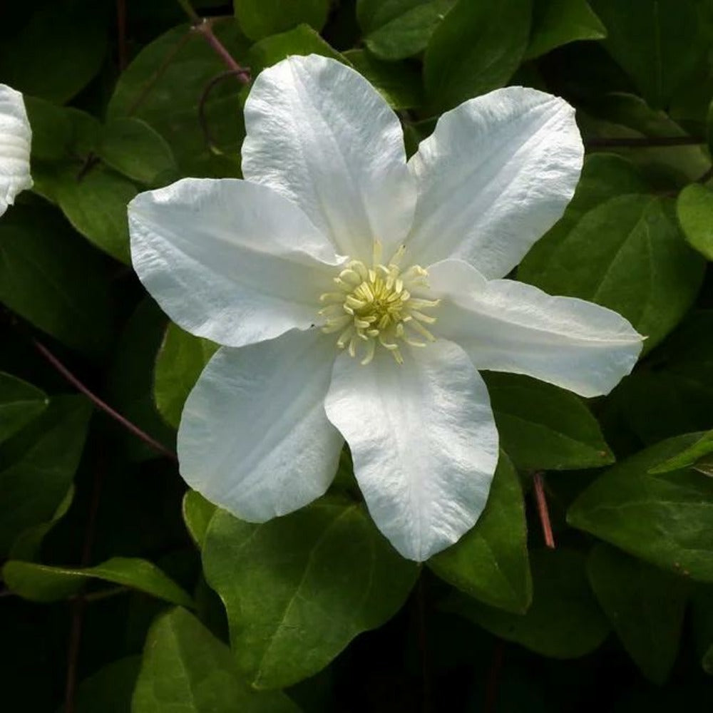  Clématite 'sylvia Denny' - Clematis 3l - 60/90cm