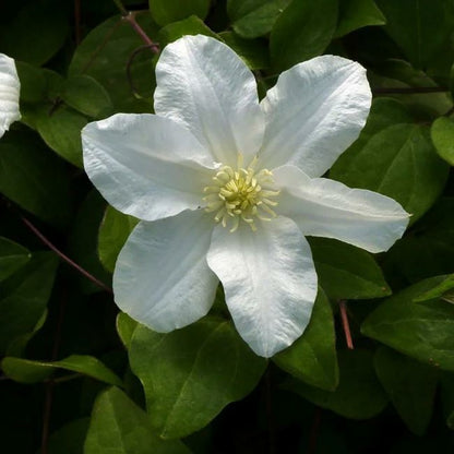  Clématite 'sylvia Denny' - Clematis 3l - 60/90cm