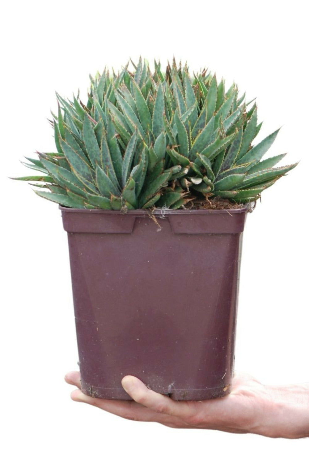  Mangave 'bloodspot' - En Pot De 4 Litres