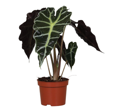  Alocasia Polly 30cm - Plante D'intérieur