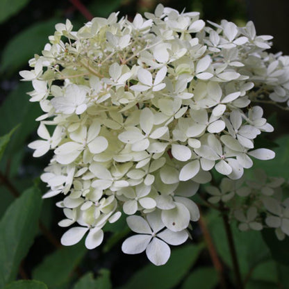  2 X Hortensia Paniculé 'phantom' - Hydrangea Paniculata 'phantom' - 40-50 Cm Pot