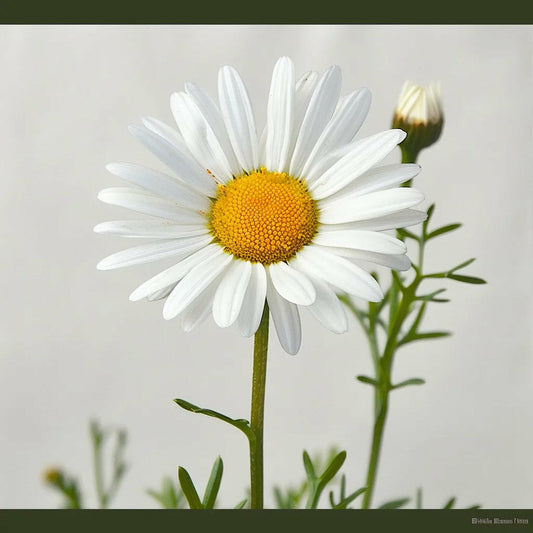  500 Graines De Grande Marguerite - Semisauvage Permaculture