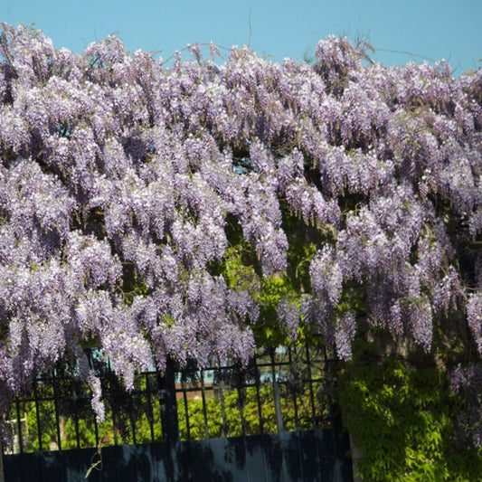  Glycine De Chine/[-]godet - 5/20 Cm