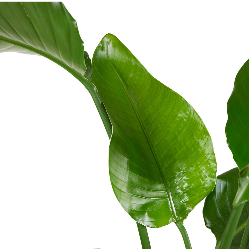  Lot De 2 - Strelitzia Nicolai - Plante Strelitzia - Hauteur 70-80 Cm - Pot De 17 Cm