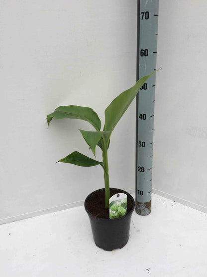  Musa Basjoo Sp. Sapporo (bananier Rustique)- Pot De 2 Litres ? 30/40 Cm