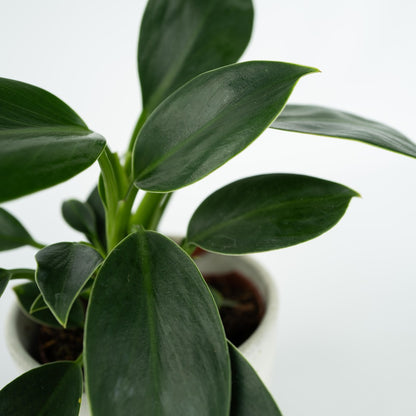  Plante Verte - Philodendron 'green Princess' - Hauteur 20-30cm - ⌀12cm