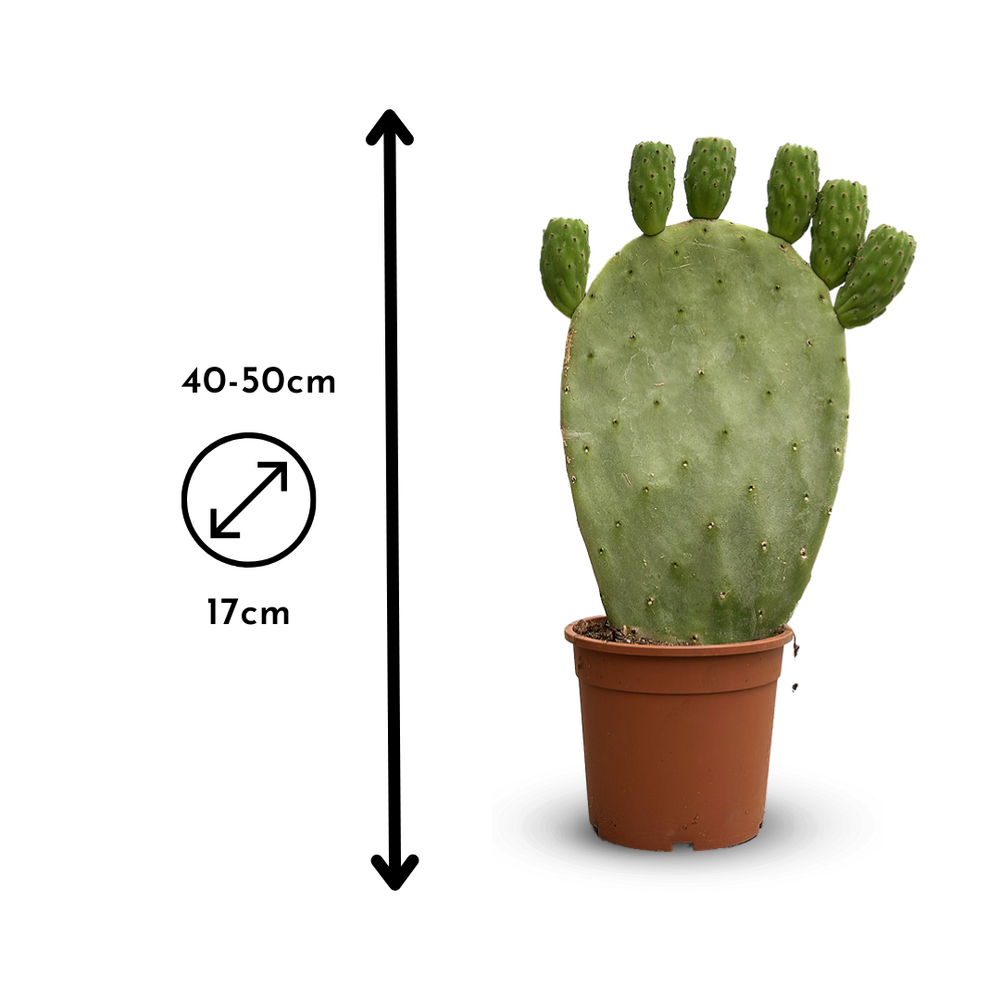  Opuntia - Cactus Raquettes - ↕ 40-50 Cm - ⌀ 17 Cm - Cactus Et Plantes Grasses