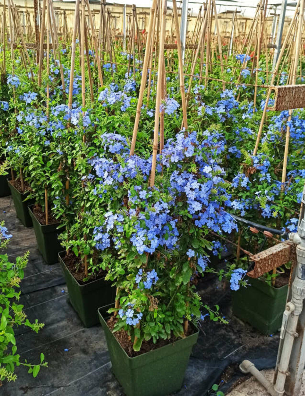  Plumbago Auriculata Syn. Plumbago Capensis (plumbago Du Cap, Dentelaire Du Cap) - Pot De3litres - 30/50 Cm