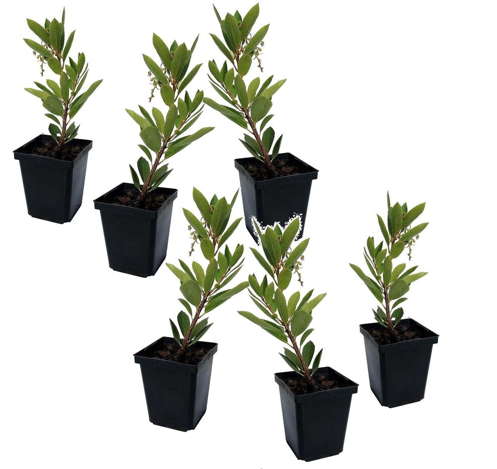  Fruits De L'arbousier - Set De 6 - Arbutus 'unedo' - Hauteur 25-40cm - ⌀9cm