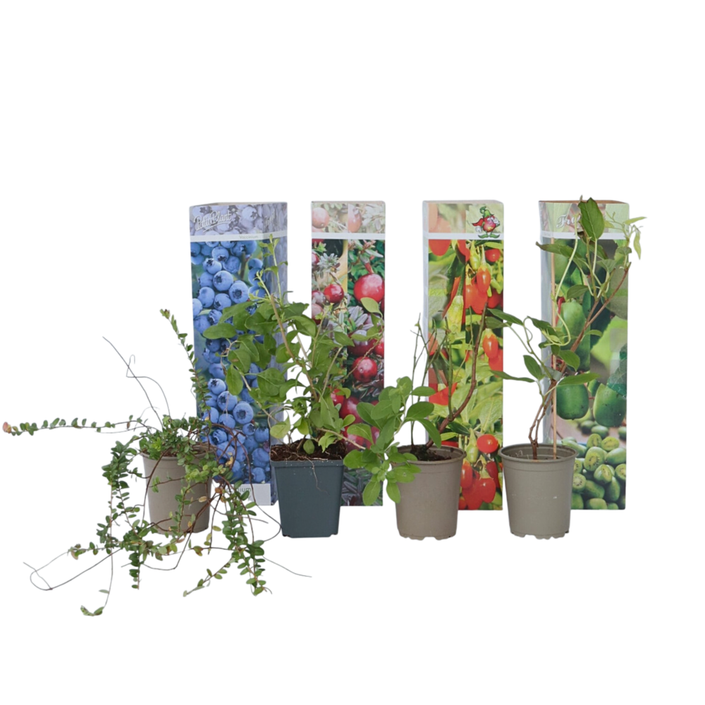  Plantes Fruitières - Set De 4 - Actinidia, Vaccinium, Lycium - H25-40cm - ⌀9cm