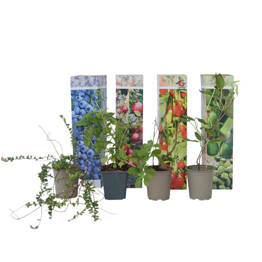  Plantes Fruitières - Set De 4 - Actinidia, Vaccinium, Lycium - H25-40cm - ⌀9cm