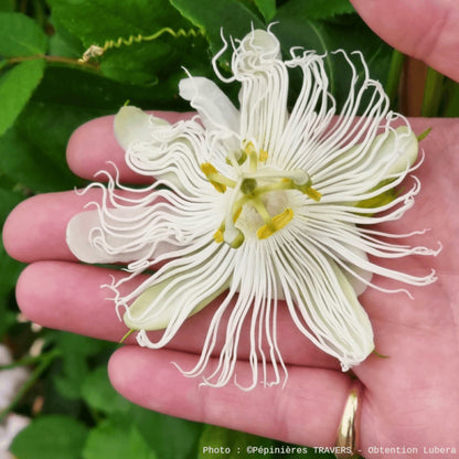  Passiflore à Fruits Cooltropics® Snowstar®/[-]godet - 5/20 Cm