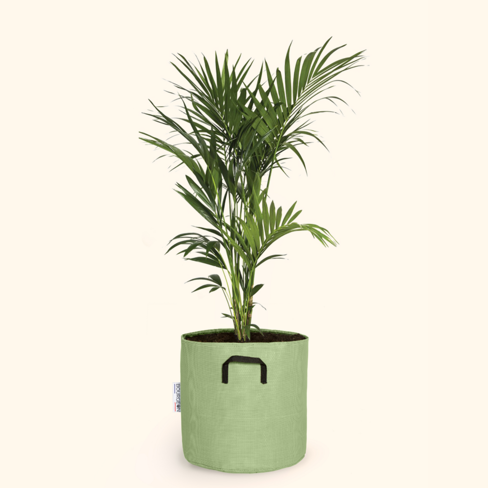  Palmier Kentia - Howea Forsteriana 170cm + Pot Respirant Vert ø30cm