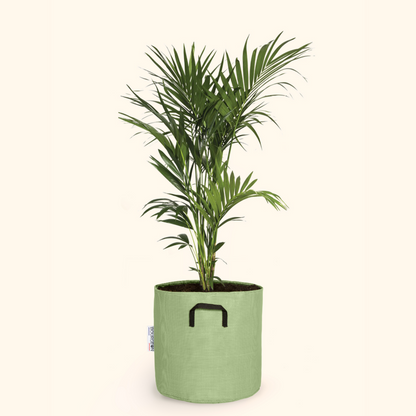 Palmier Kentia - Howea Forsteriana 170cm + Pot Respirant Vert ø30cm