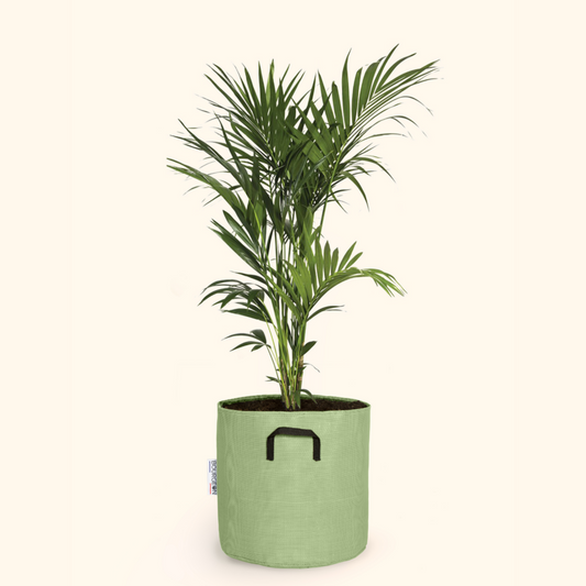  Palmier Kentia - Howea Forsteriana 170cm + Pot Respirant Vert ø30cm