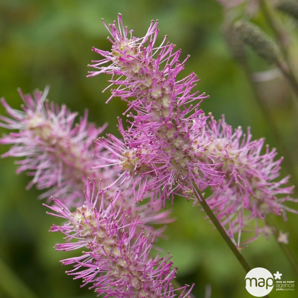  Plant De Pimprenelle AB - Godet 9cm