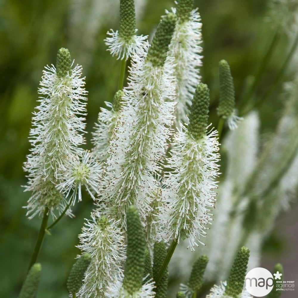  Plant De Pimprenelle AB - Godet 9cm