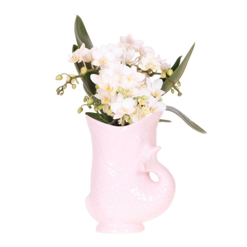  Kolibri Orchids Orchidée Blanche Nazaré + Pot à Poisson Rose - Taille De Pot 9cm