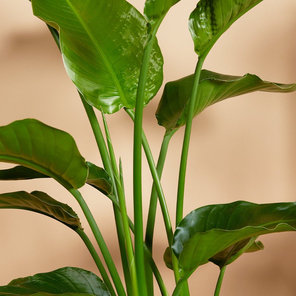  Lot De 2 - Strelitzia Nicolai - Plante Strelitzia - Hauteur 70-80 Cm - Pot De 17 Cm