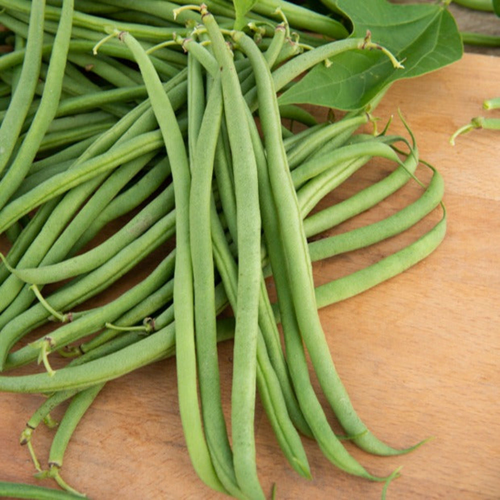  Haricot Nain Mangetout Braimar - Le Sachet / 100g / ±70 Graines